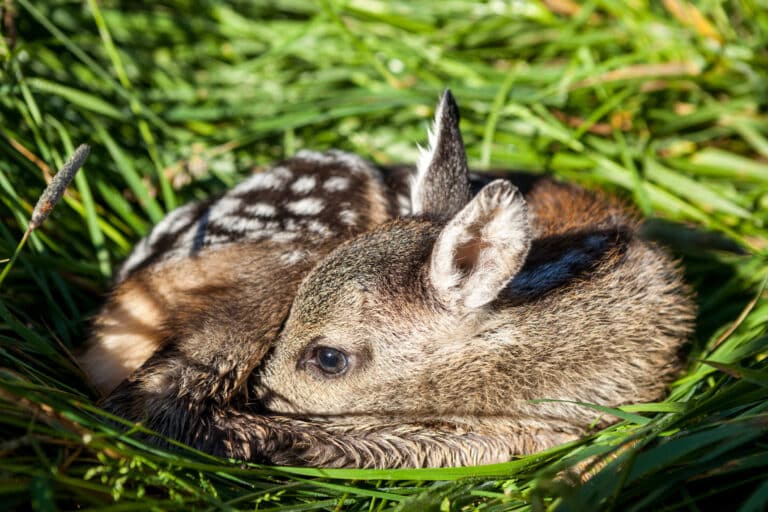 Rehkitz im Gras