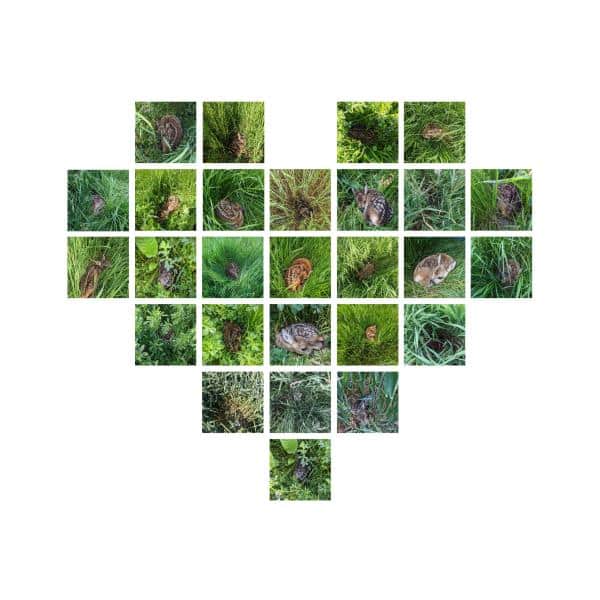 Eine Fotocollage von Rehkitzen, die in Feldern und Gräsern liegen. Die Bilder sind in Form eines Herzes angeordnet.
